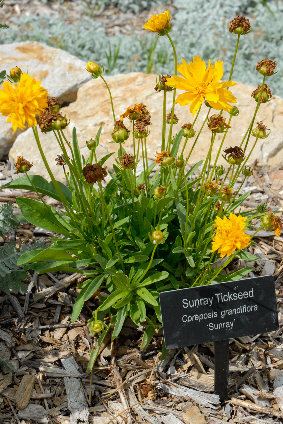 Sunray Coreopsis